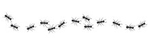 A Line Of Worker Ants Marching In Search Of Food.