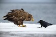 White-Tailed Eagle and Large-billed crow perched atop a snow-covered terrain in Japan