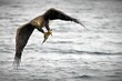 White-Tailed eagle, soaring over a glimmering body of water in Japan