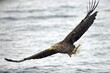 White-Tailed eagle, soaring over a glimmering body of water in Japan