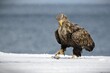 White-Tailed eagle clutches a freshly caught fish in its sharp talons in Japan