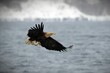 White-Tailed eagle soaring over a glimmering body of water in Japan