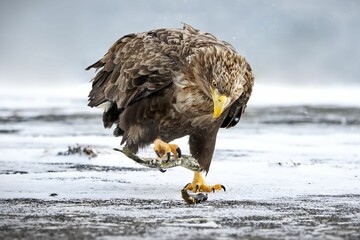 Poster - White-Tailed eagle clutches a freshly caught fish in its sharp talons in Japan