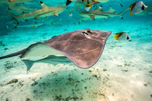 French Polynesia, Bora Bora. Black Tip Reef Sharks And Stingray.