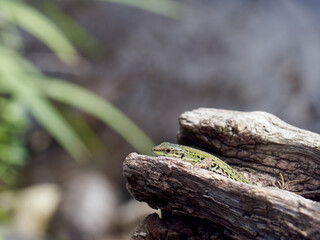 detail of a lizard in a meadow