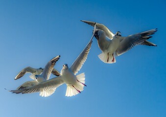 Poster - Group of seagulls flying against the background of clear blue sky.