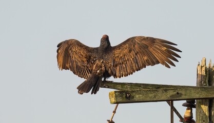 Poster - a bird on a pole with wings wide open and spread