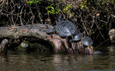 Poster - there are turtles on the branch in the water together,