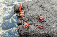 Brightly Colored Sally Lightfoot Crabs Are Common In The Galapagos.