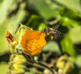 Wall Mural - Flying honey bee with pollen hairy Indian mallow blooming, Desert Botanical Garden, Phoenix, Arizona. Abutilon grandifolium