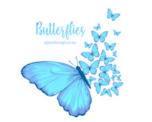 Blue Butterfly On White Background