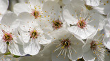 Fototapeta Fototapeta w kwiaty na ścianę - Białe kwiaty na drzewach wiosną, tło natutalne.