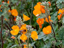 Desert Mallow With Bee