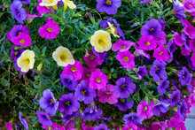 Purple And Yellow Flowers