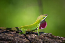 A Territorial Male Green Anole Claims His Log While Flashing Is Strawberry Red Dewlap. Raleigh, North Carolina.