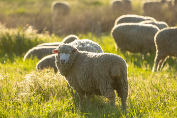 Sticker - SHEEP,sheep portrait,COWS,FARM,SUNSET,SKY,LIGHT