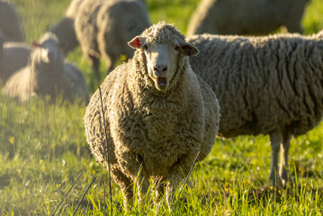 Wall Mural - SHEEP,sheep portrait,COWS,FARM,SUNSET,SKY,LIGHT