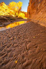 Wall Mural - USA, Utah, Grand Staircase Escalante National Monument. Harris Wash and cottonwood trees in fall.