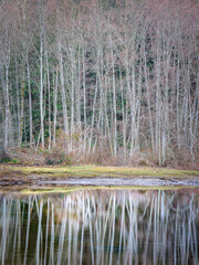 Wall Mural - USA, Washington State, Seabeck. Winter alder trees reflect in Nick's Lagoon.