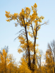 Wall Mural - Wyoming, Grand Teton National Park. Narrow Leaf Cottonwood tree