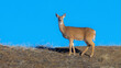 A profile of white-tailed deer