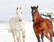 White Horse and Bay Colored Horse together in the Snow