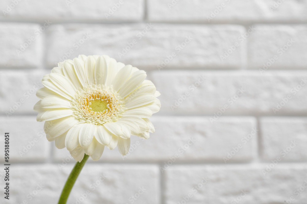 Beautiful gerbera flower on white brick background, closeup