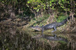 American alligator sleeping on a riverbank creating a beautiful reflection in the water