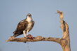 Osprey with wings spread perched on a gnarled cypress branch with fish