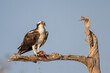 Osprey perched on a gnarled cypress branch with fish