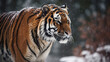 A fierce tiger in the snow