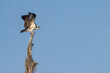 Osprey perched on a gnarled cypress branch