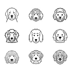 Poster - Goldendoodle dog portrait vector icon set