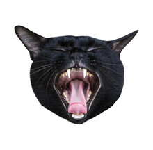 Head Black Cat Yawn Open Mouth