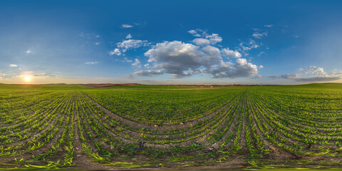 Wall Mural - spherical 360 hdri panorama among farming field with clouds and sun on evening blue sky in equirectangular seamless projection, as sky replacement in drone panoramas, game development