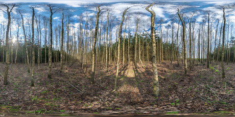 Wall Mural - full seamless hdri 360 panorama path through the birch alley among forest in sunny evening in equirectangular projection, VR content
