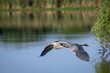 Great Blue Heron flying over a lake with beautiful reflections in the background