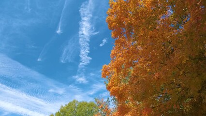 Wall Mural - colorful woods with yellow and orange canopies in autumn forest on sunny day. landscape of wild natu
