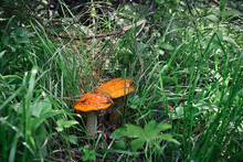 Two Forest Mushrooms In The Grass