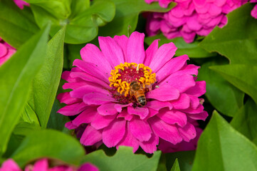 Wall Mural - Sydney Australia, bee on a purple zinnia flower with yellow centre