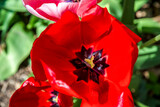 Fototapeta Na sufit - Rote Tulpenblüte
