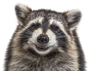 Wall Mural - head shot of a young Raccoon facing at the camera with happy expression isolated