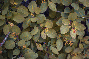 Close up spring twigs in rain weather concept photo.