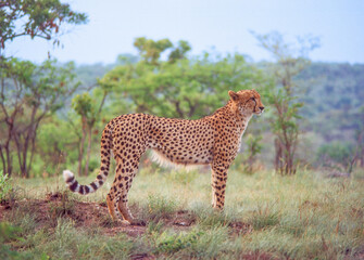 Wall Mural - Cheetah in Kruger National Park