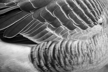  Closeup of goose feathers
