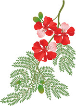 Red Gulmohar Flower Vector Illustration. Flamboyant Arvore From India. Isolated On A White Background.