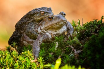 Closeup shot of a pair of European toads mating.