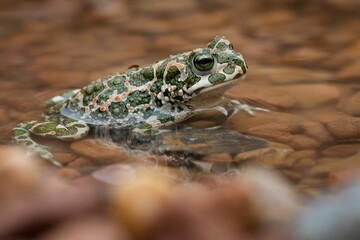 Sticker - European green toad resting in the pond. Bufotes viridis.