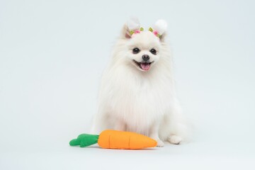 Wall Mural - Adorable Spitz wearing bunny ears headband next to a carrot, Easter-themed decorations