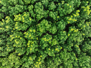 Wall Mural - aerial top view of rubber forest. drone view of dense green rubber trees garden capture co2. green t